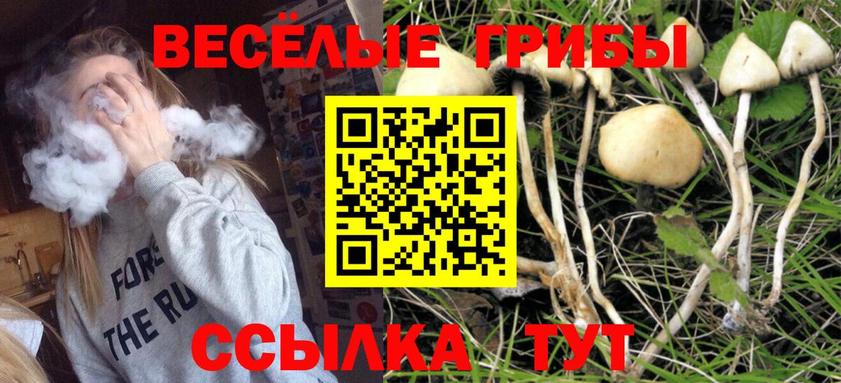 Галлюциногенные грибы Psilocybe Коркино
